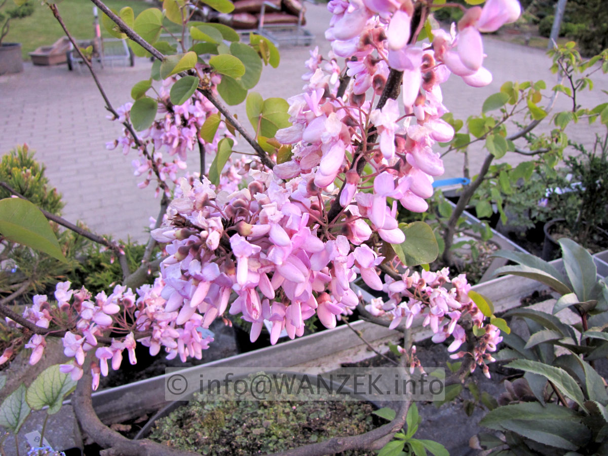 Cercis siliquastrum - Bluetenmacro.JPG